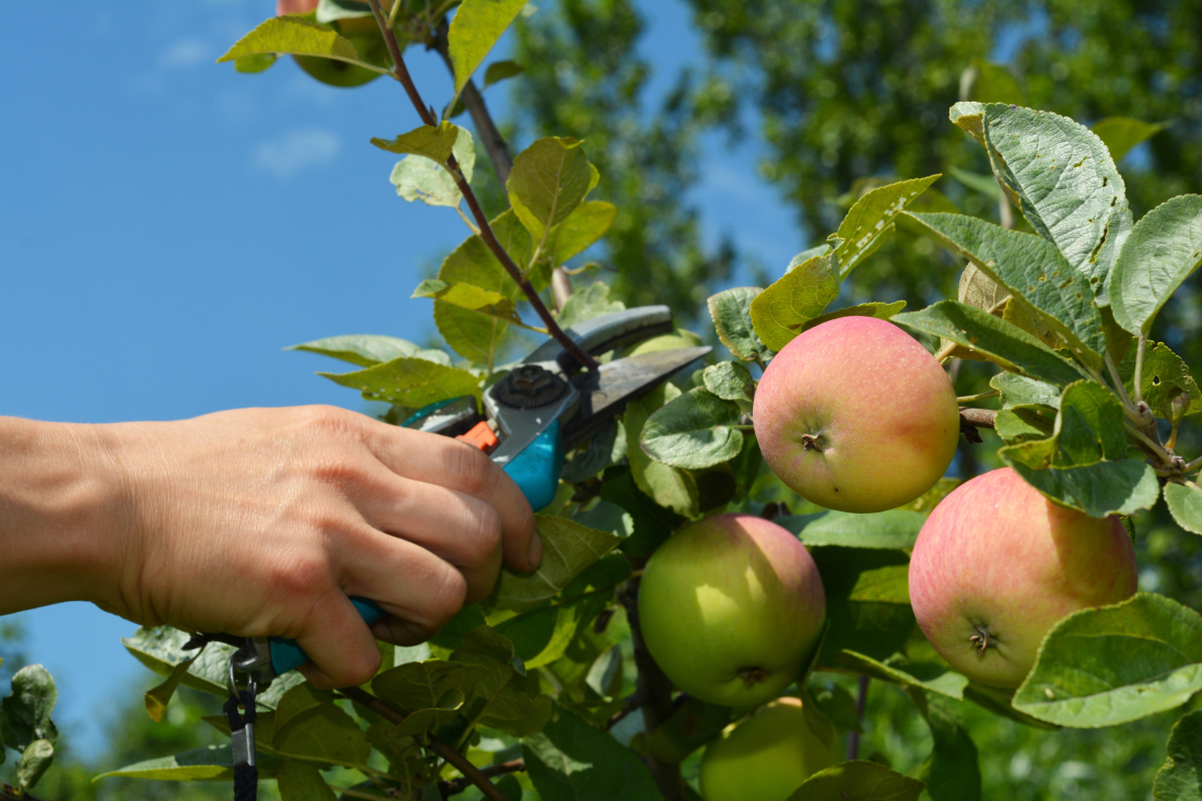 Comment tailler votre arbre fruitier
