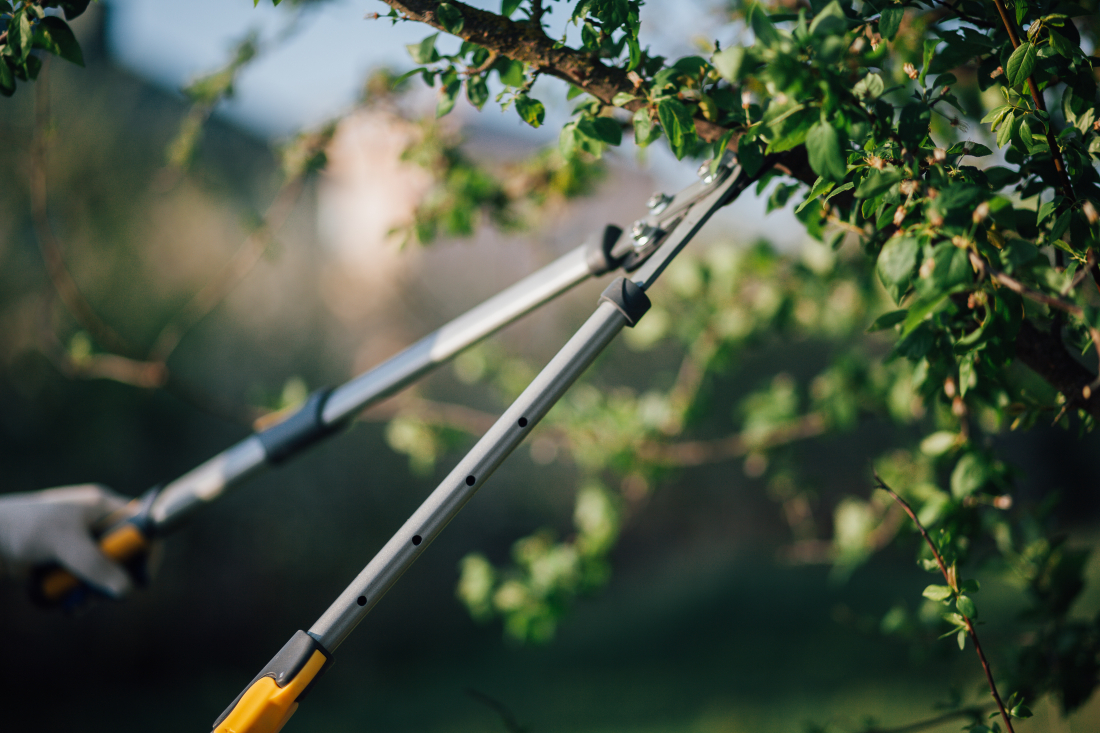 Tailler vos arbres fruitiers