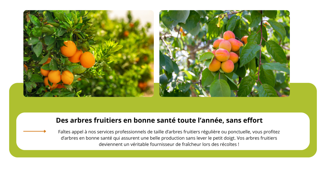 Taille d'arbres fruitiers