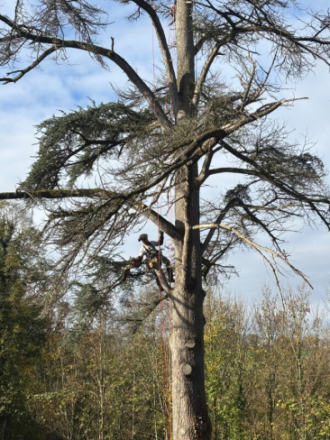 elagueur professionnel