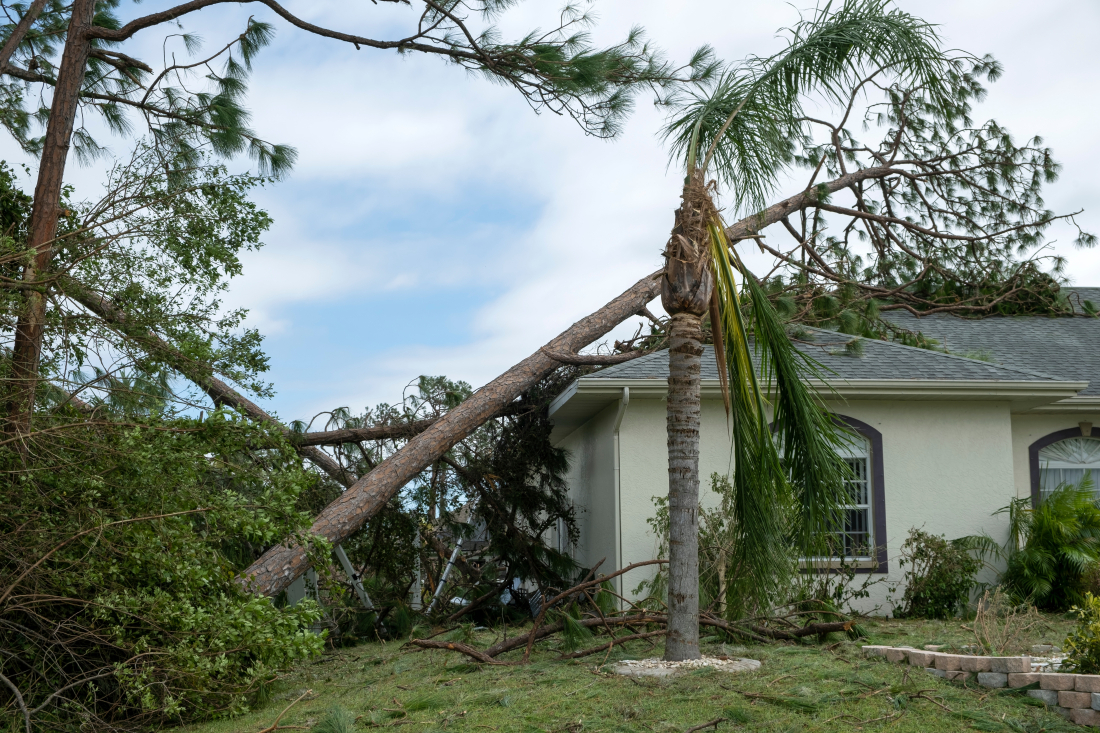 Elagage après une tempête