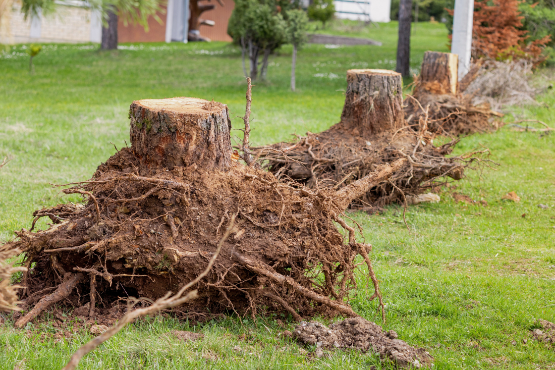 Abattage et d&eacute;ssouchage d'arbre