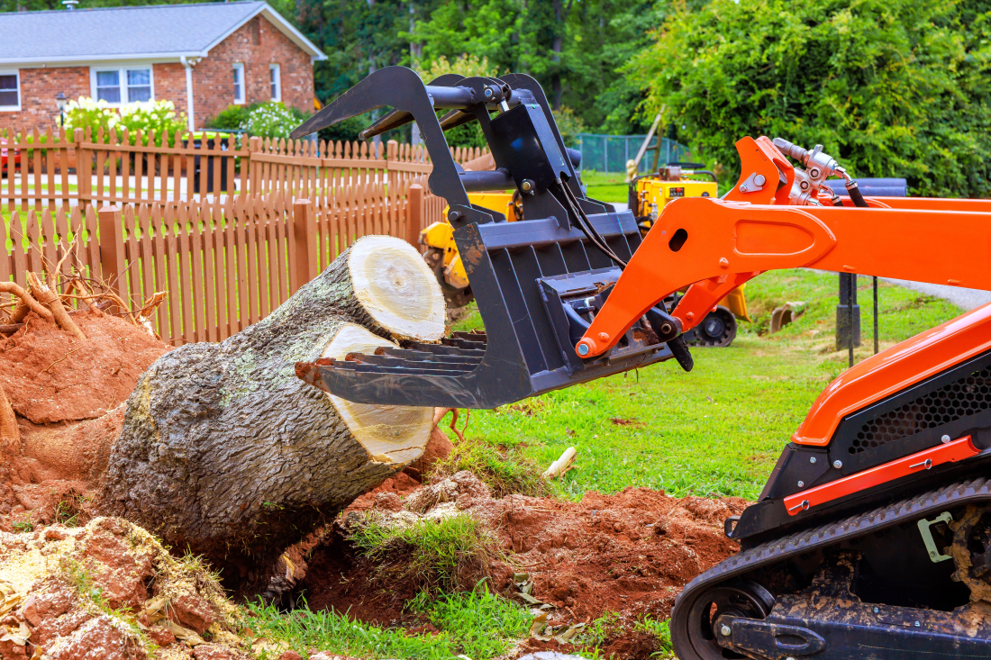 d&eacute;ssouchage arbre