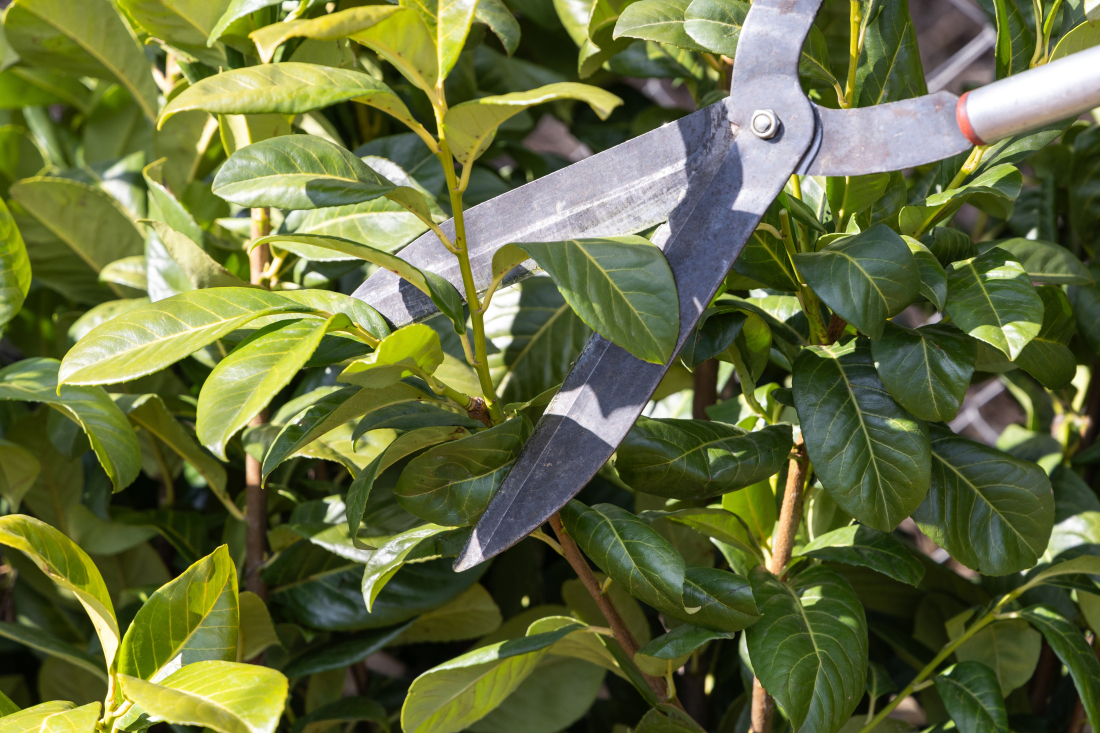 Taille du jardin