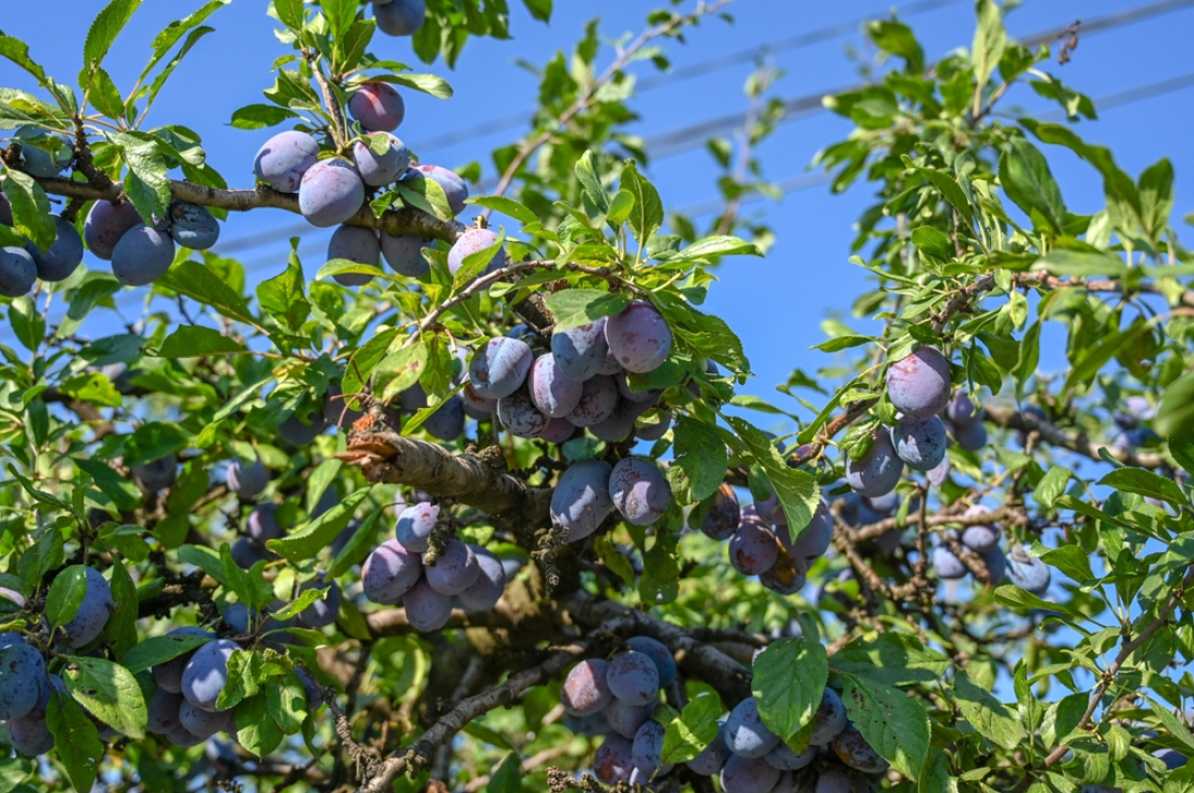 Prunes sur un arbre
