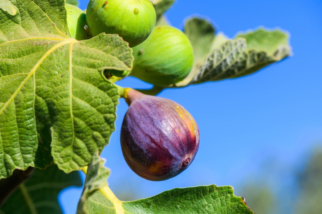 figues sur un arbre