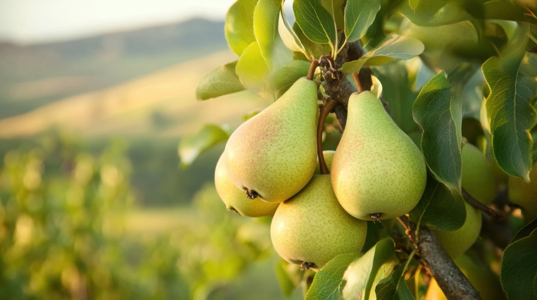 Poires sur un arbre