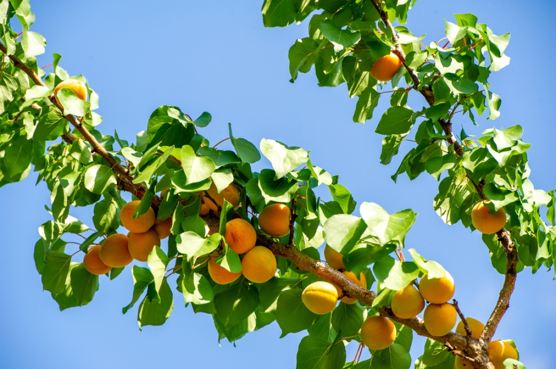 abricots sur une branche