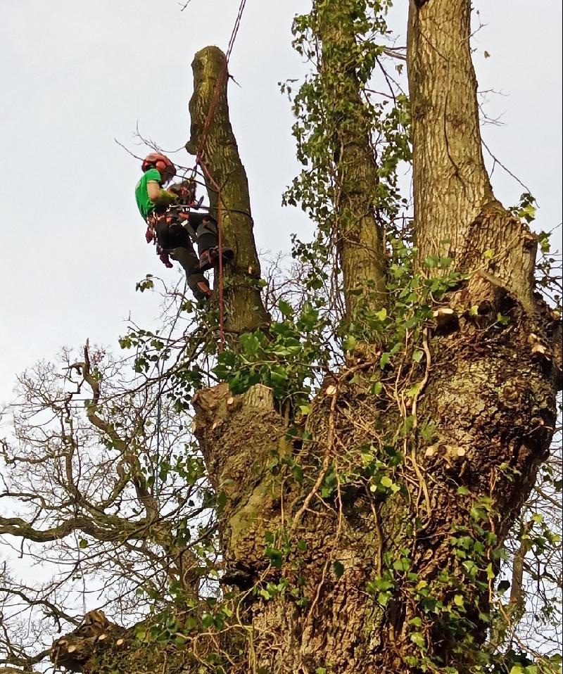 Chantier d’élagage à Ancenis : des arbres entretenus en toute sécurité ! signe vos jardins