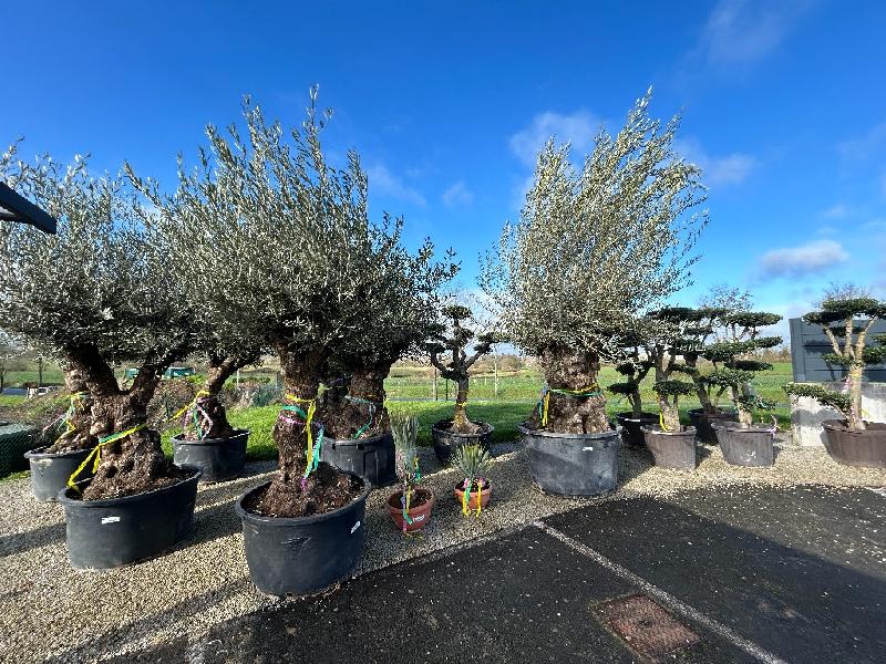 Arrivée d'oliviers à Bonchamp-lès-Laval !