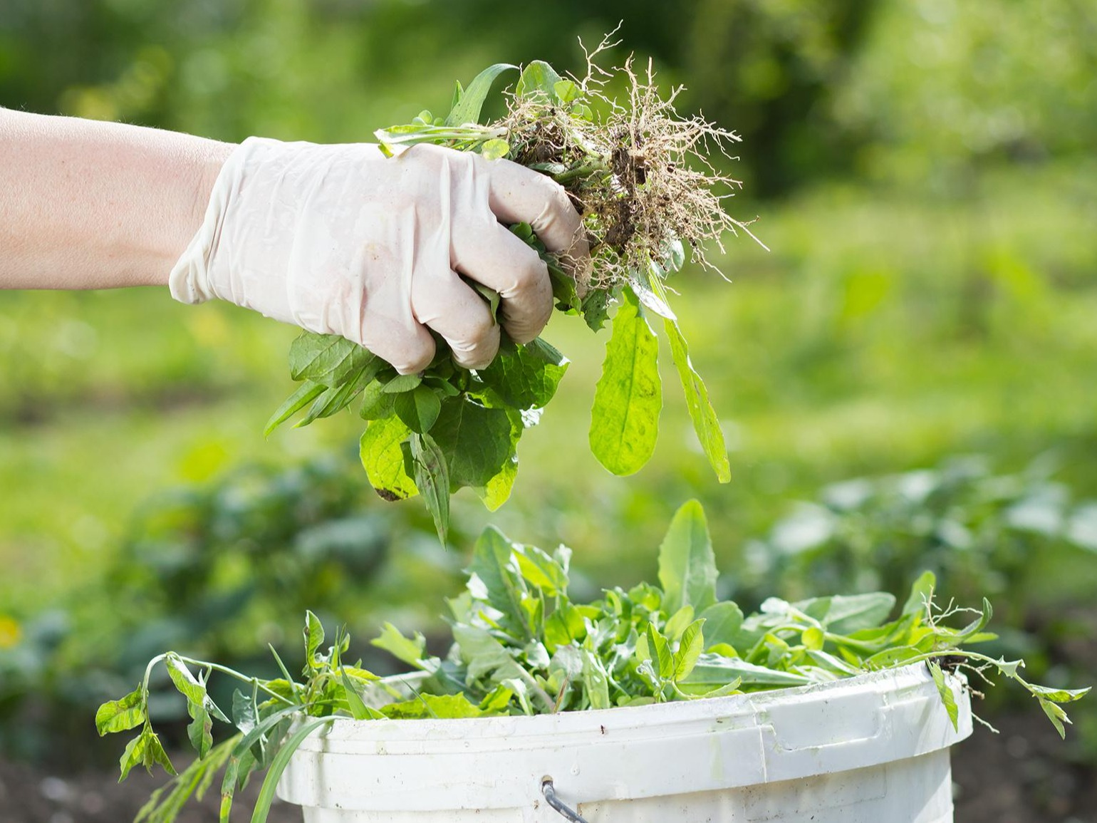 Le désherbage facile de votre jardin et des sols