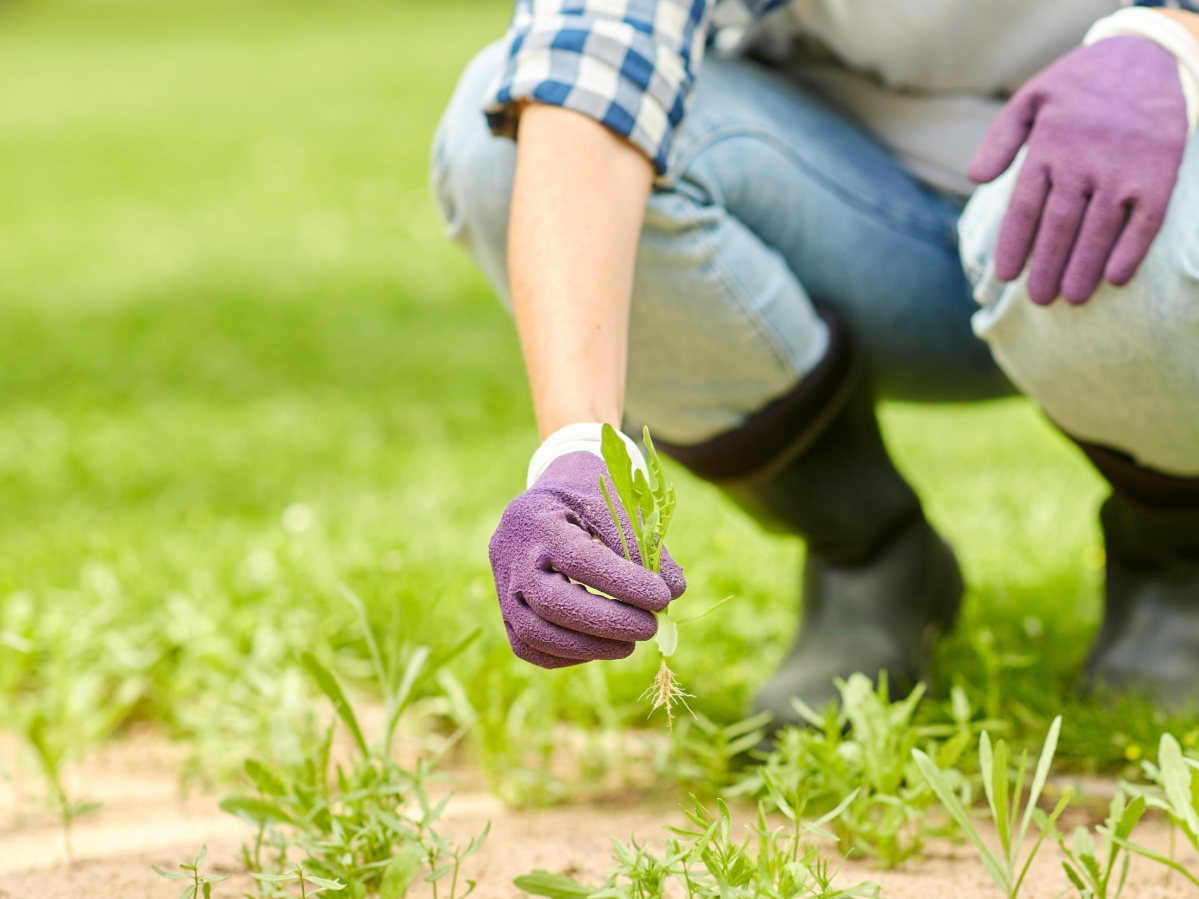 Le désherbage facile de votre jardin et des sols