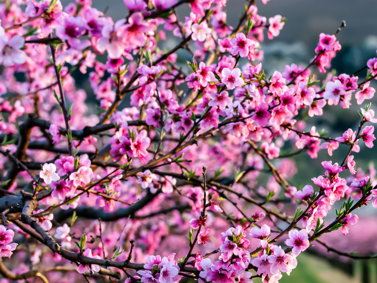 Plantation d’arbres fruitiers