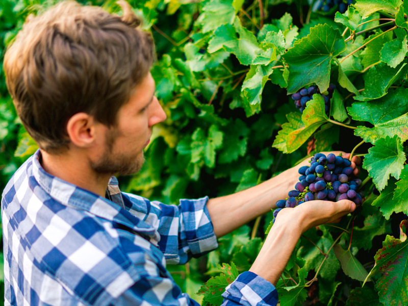 Comment bien associer vos arbres fruitiers ?