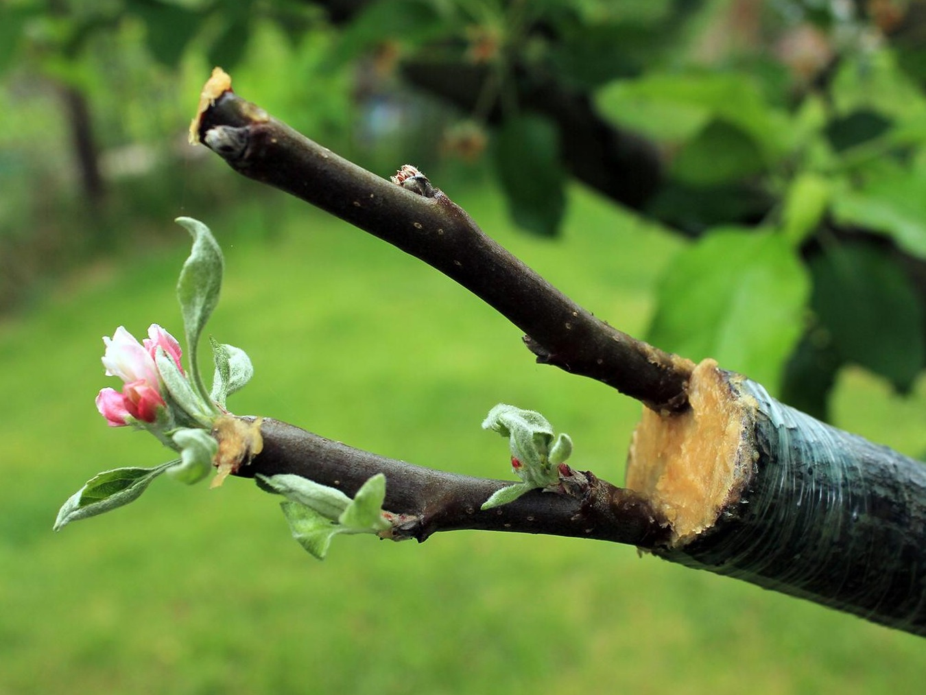 Les étapes de plantation d'un arbre fruitier