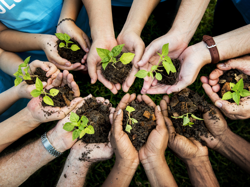 Comment bien associer vos arbres fruitiers ?