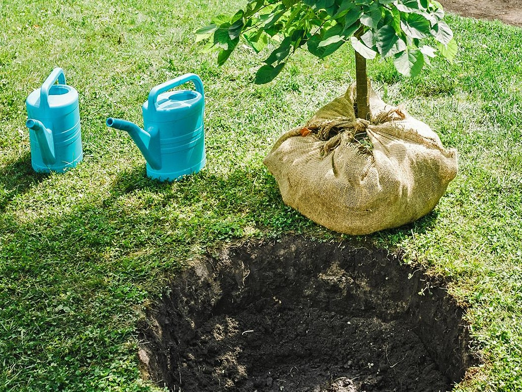 Quand et comment entretenir un arbre fruitier ?