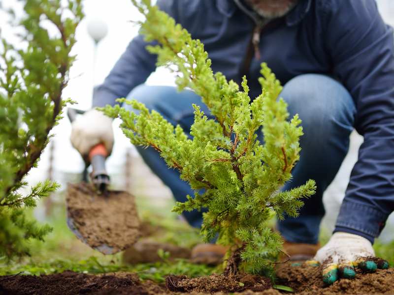 Plantation d'arbres et d'arbustes 