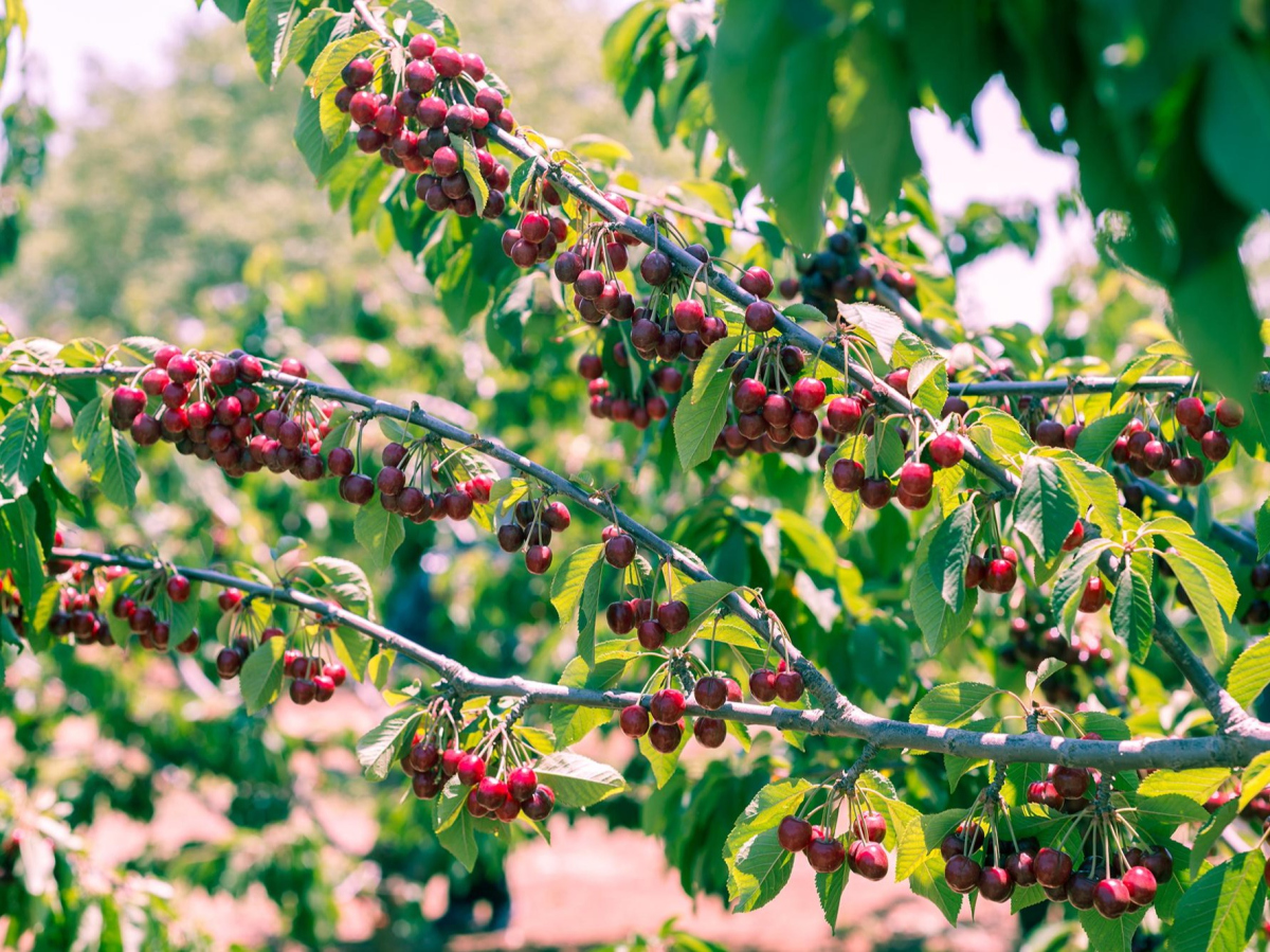 Taille d'arbres fruitiers