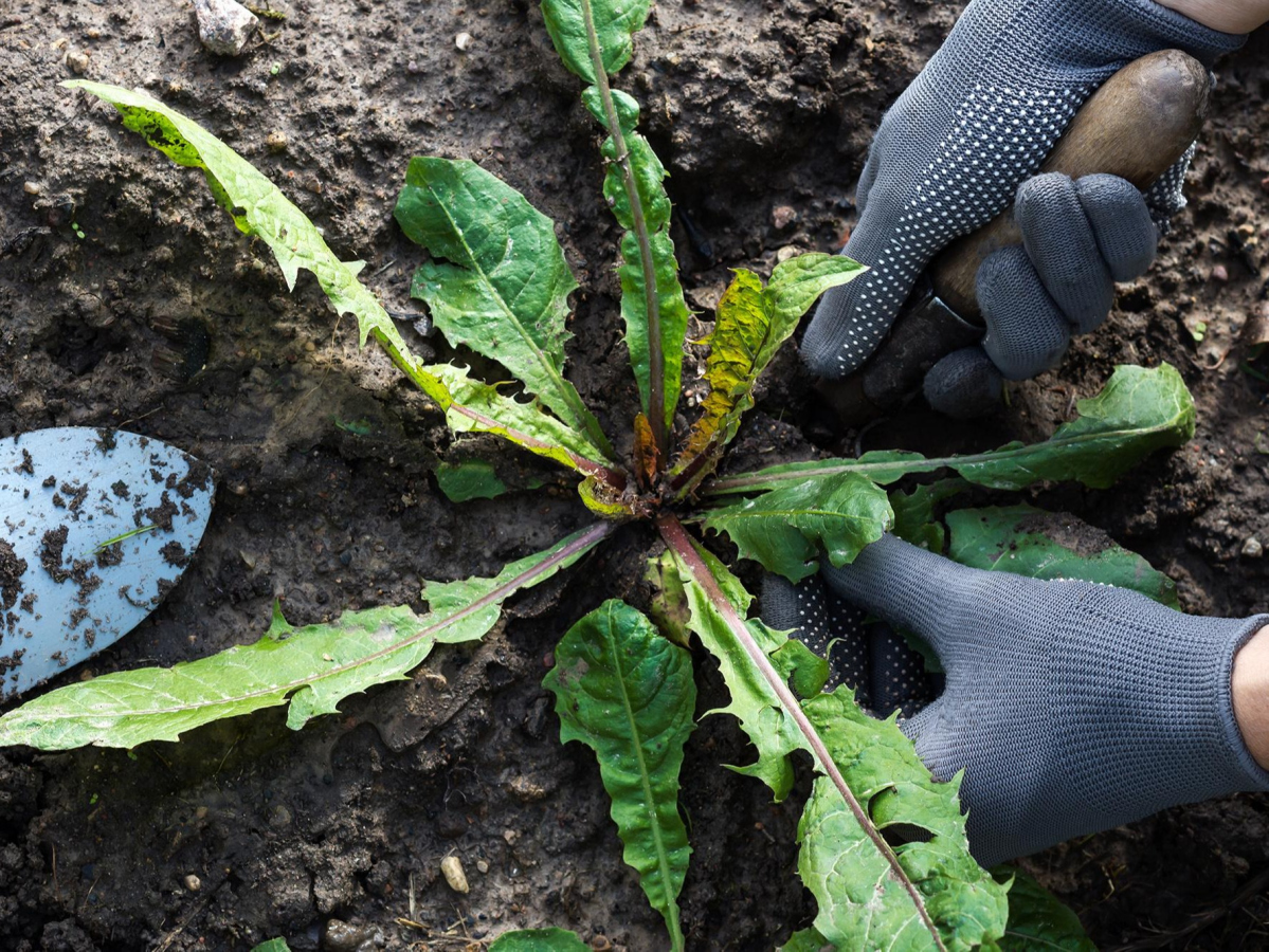 Le désherbage facile de votre jardin et des sols