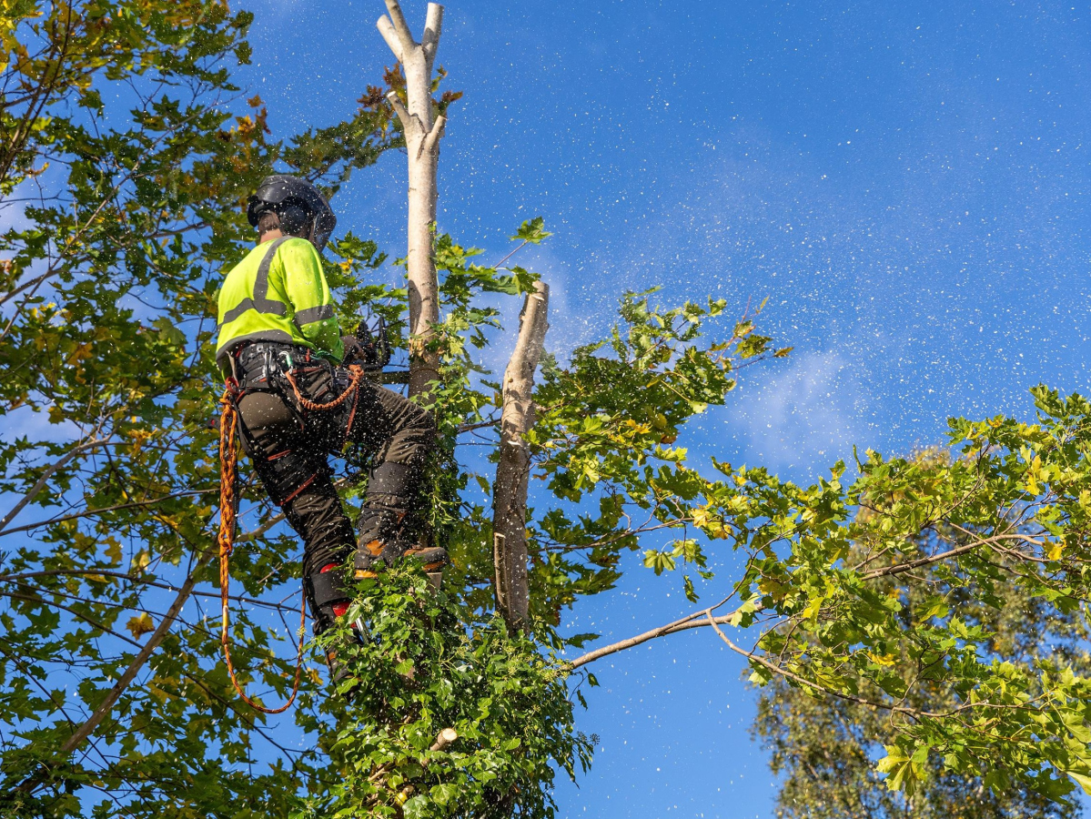 Élagage de vos arbres par un professionnel