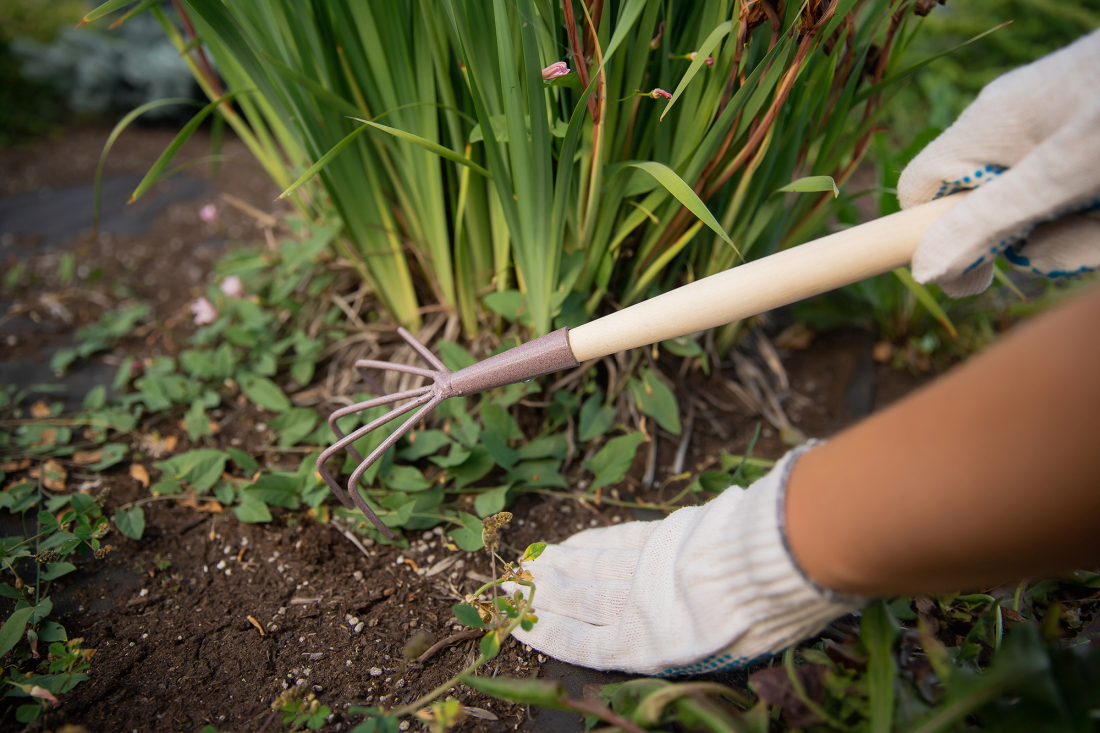 Les conseils jardin Comment arracher les mauvaises herbes manuellement ? Daniel Moquet Jardins