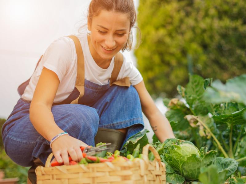 Créer un Potager