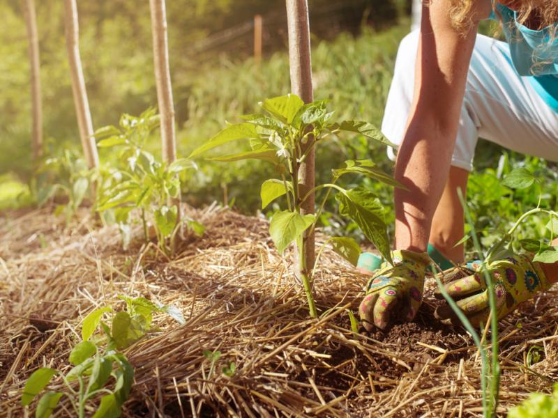 Créer un potager en permaculture