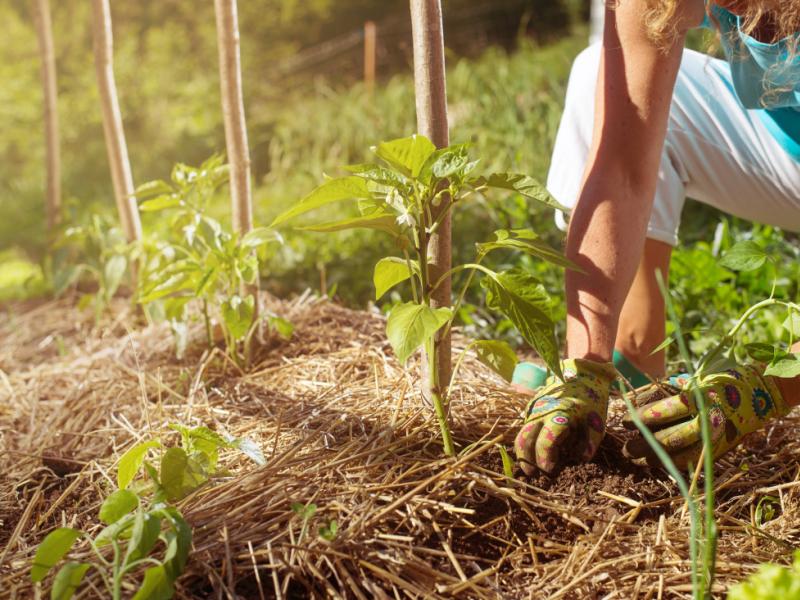 Les étapes de la création d'un potager