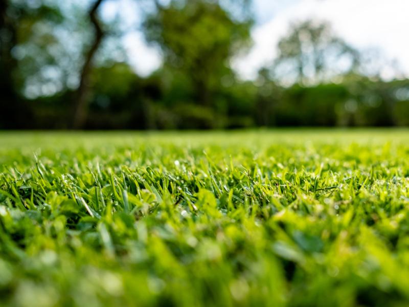 Comment choisir le gazon le plus adapté à son environnement et à son climat?