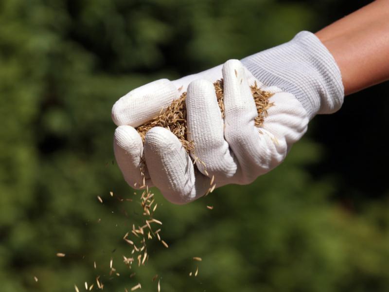 Plantation du gazon