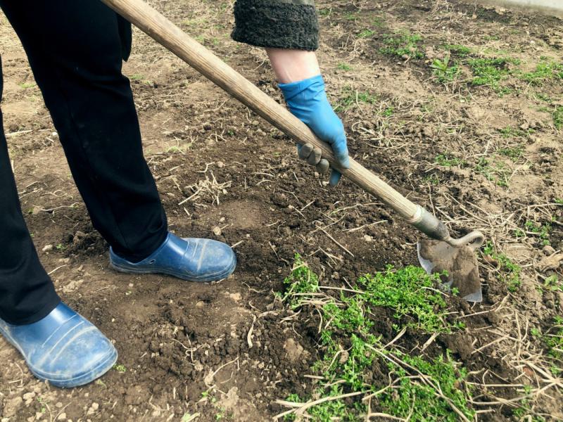 Plantation du gazon