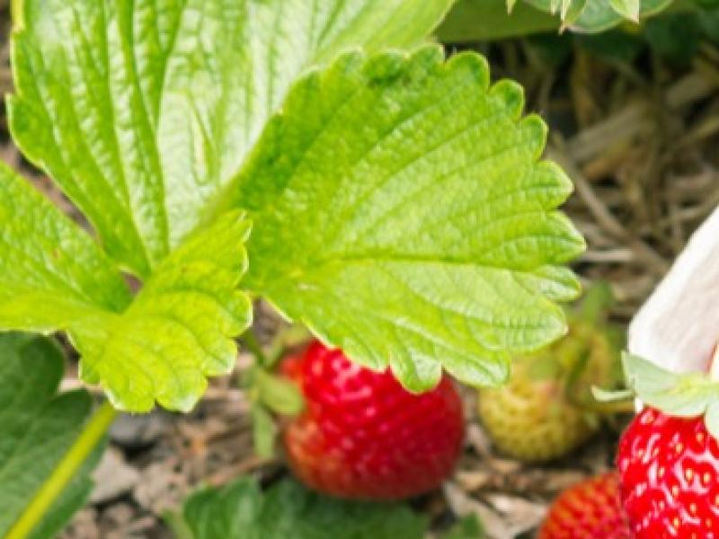 Quand et comment entretenir un arbre fruitier ?