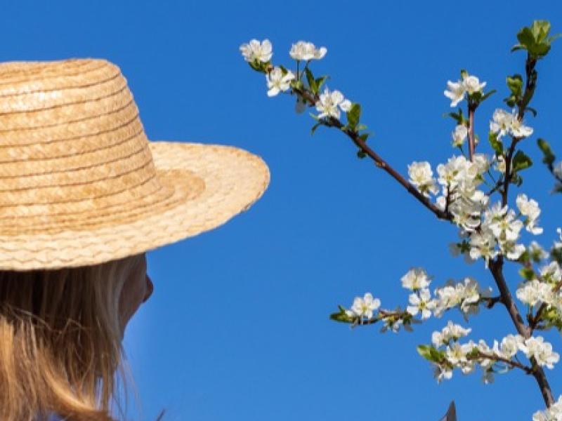 Comment bien associer vos arbres fruitiers ?