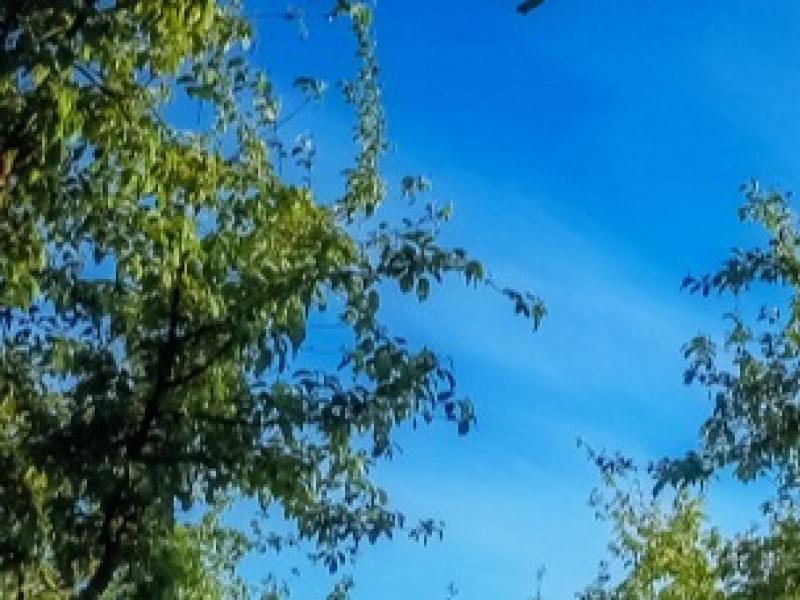 Quand et comment entretenir un arbre fruitier ?