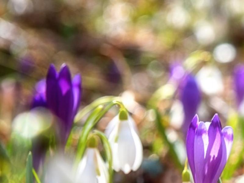 Respecter la période selon la floraison