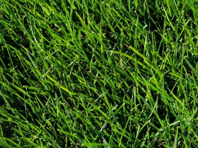 Tout savoir sur le débroussaillage et le désherbage