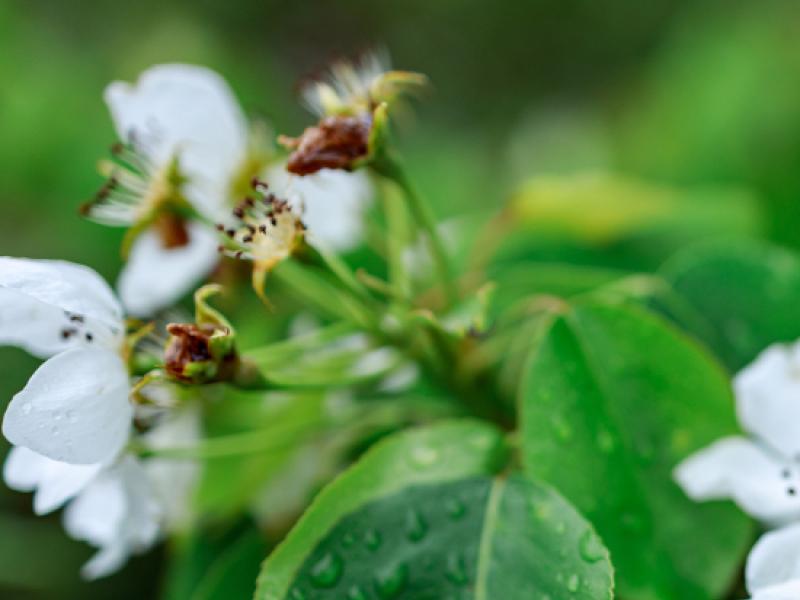 Quand et comment entretenir un arbre fruitier ?