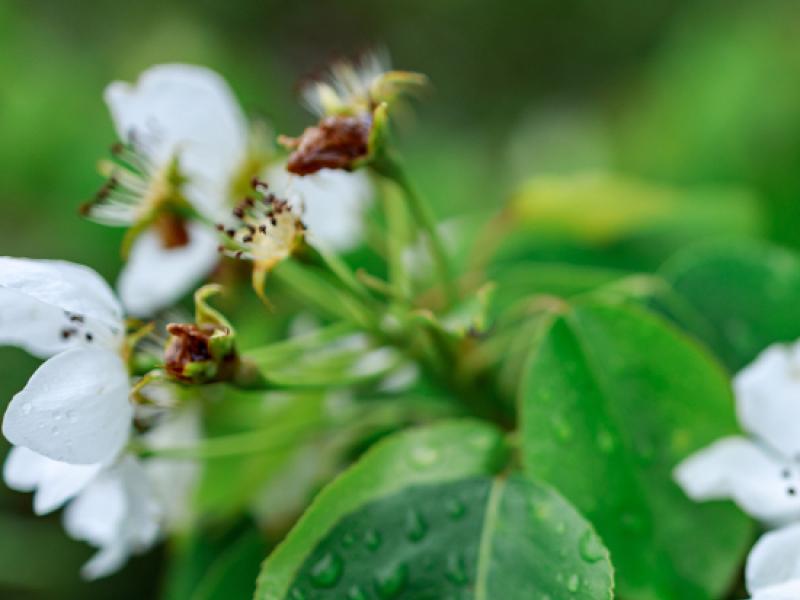 Bien entretenir ses arbres fruitiers