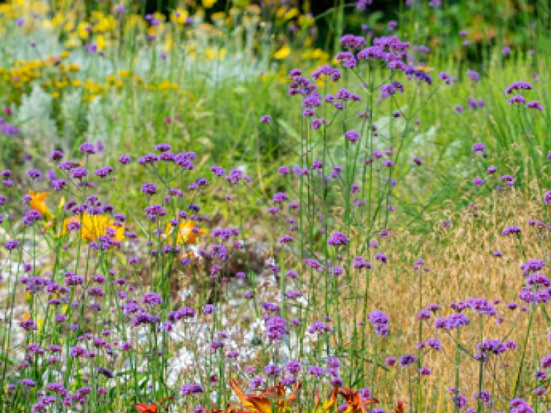 Création d'un parterre fleuri printanier