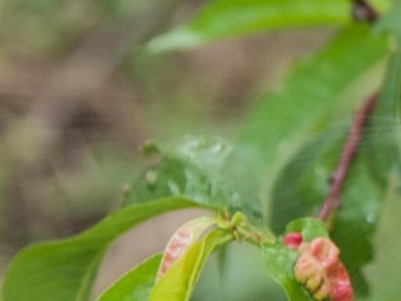 Le traitement des arbres et arbustes avec des solutions naturelles