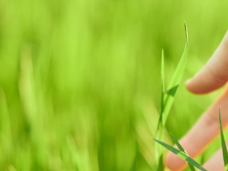 Comment préparer son terrain pour semer du gazon ?