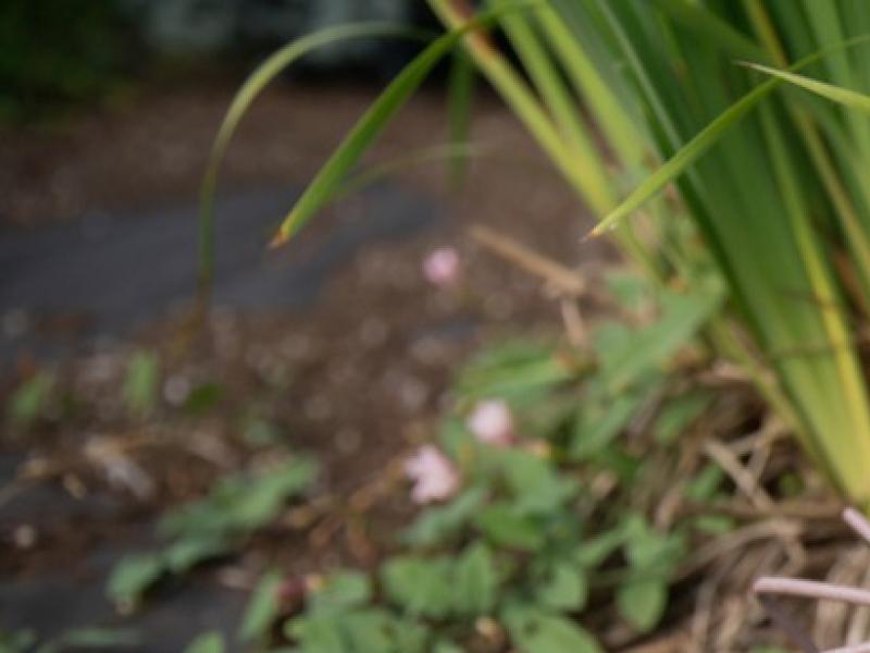 Broyage et revalorisation des déchets verts