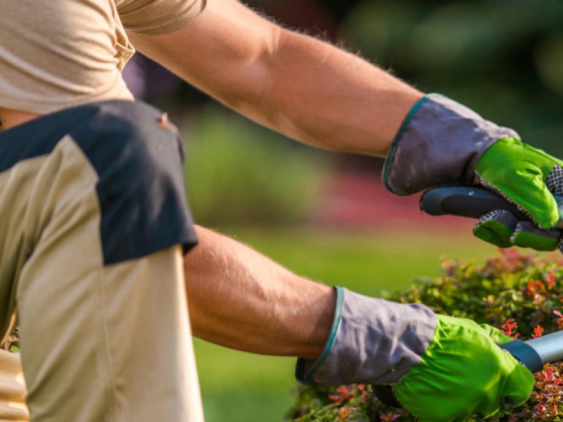 Comment entretenir vos massifs et parterres de fleurs ?