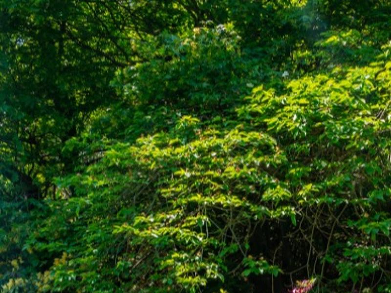 Réaliser l'étêtage d'un arbre
