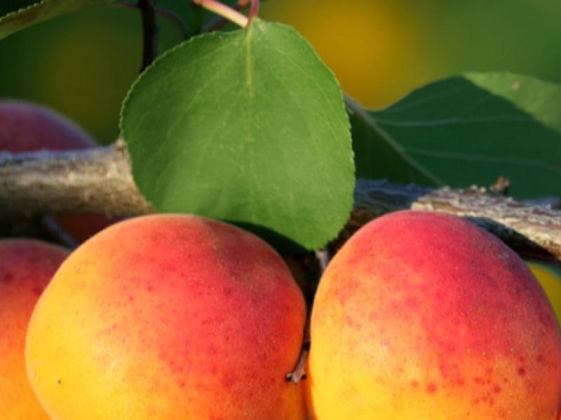 Préparer la taille des arbres fruitiers