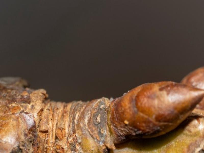 Préparer la taille des arbres fruitiers