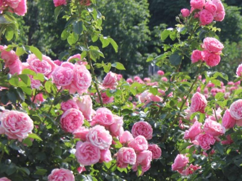 Taille de plantes vivaces, graminées, fougères