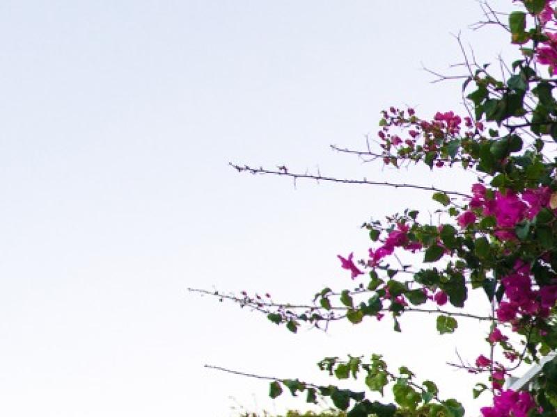 Réaliser l'étêtage d'un arbre