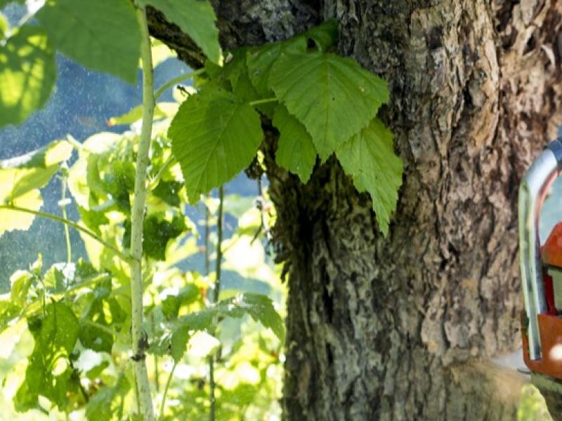 Taille d'arbres résineux